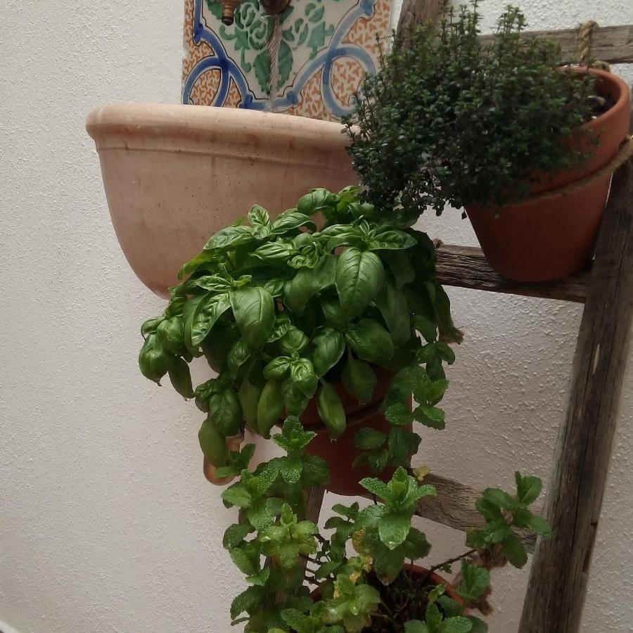 巴勒莫Il Terrazzino Sul Kemonia公寓 外观 照片